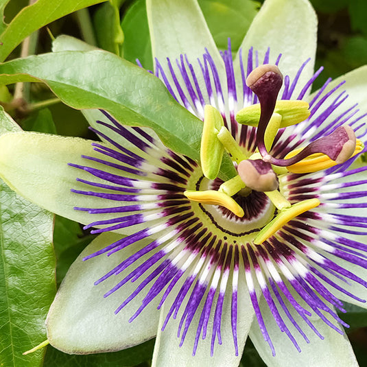 Passionflower & Stress